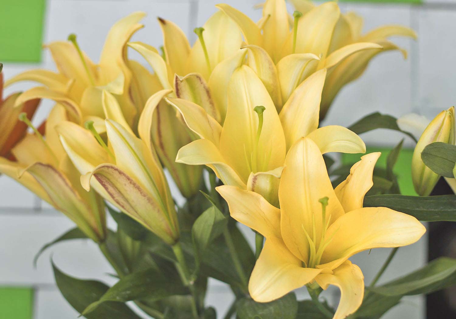 1-dozen-yellow-lilies